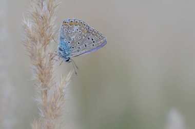 Polyommatus icarus, yaygın mavi kelebek, küçük kelebek mavi ve gri, doğada turuncu ve siyah noktalar var..