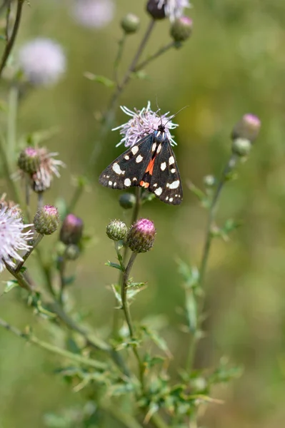 Scarlet Tiger Moth Purple Flower Spiky Purple Plant Red Black — Stock Photo, Image