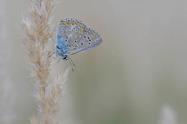 마쿠스 Polyommatus Icarus 수있는 파랑과 가까이에 자연의 오렌지와 점들이 — 스톡 사진