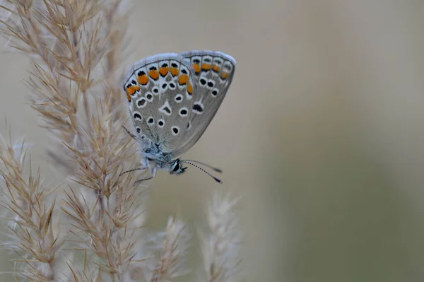 Polyommatus Icarus Mariposa Azul Común Pequeña Mariposa Azul Gris Con — Foto de Stock