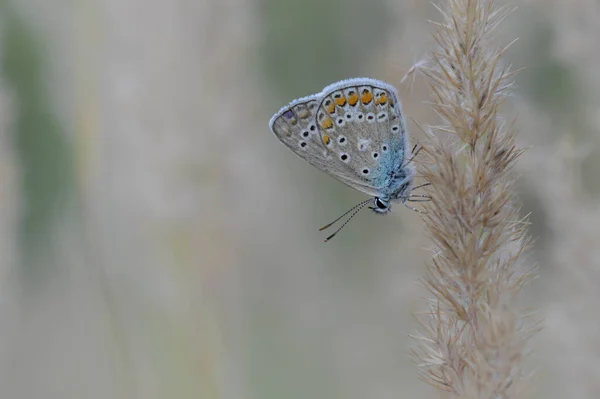 Polyommatus Icarus Κοινή Μπλε Πεταλούδα Μικρή Πεταλούδα Μπλε Και Γκρι — Φωτογραφία Αρχείου