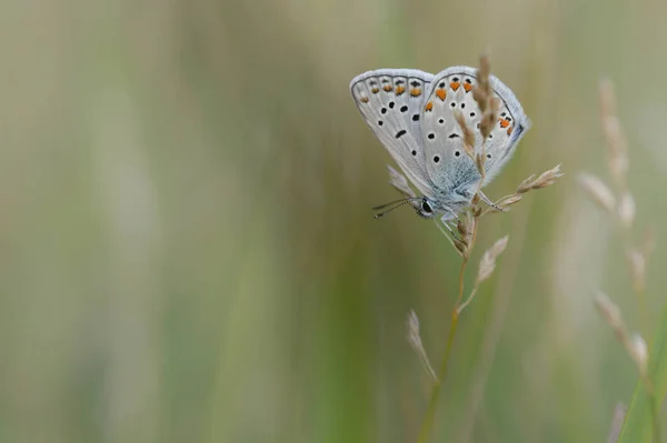 Polyommatus icarus, common blue butterfly, small butterfly blue and grey, with orange and black spots in nature on a plant close up.