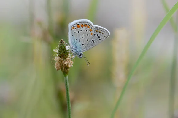 Polyommatus Icarus Papillon Bleu Commun Petit Papillon Bleu Gris Avec — Photo