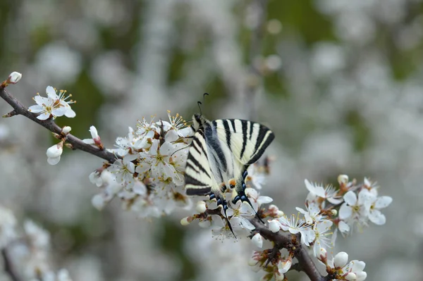 稀有的燕尾蝶 巨大的黄色蝴蝶 在白色开花的树枝上 翅膀的背景色是乳白色或淡黄色 前翼上有六道虎纹和楔形斑纹 — 图库照片