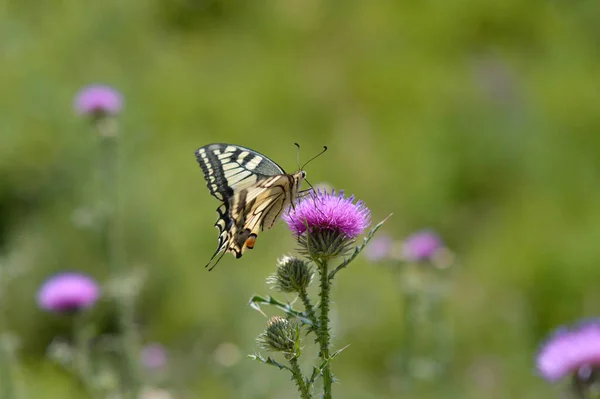 Stary Motyl Świata Kwiecie Oset Włóczni Żółty Duży Motyl Znakami — Zdjęcie stockowe