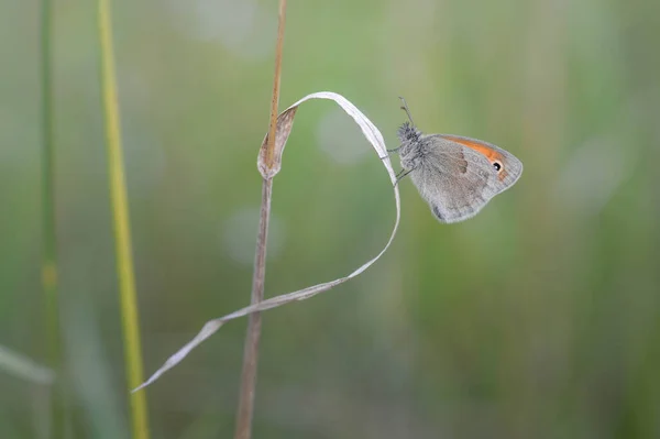 Mały Wrzosowisko Motyl Suchy Roślina Przyroda Pomarańczowy Szary Motyl Zielony — Zdjęcie stockowe