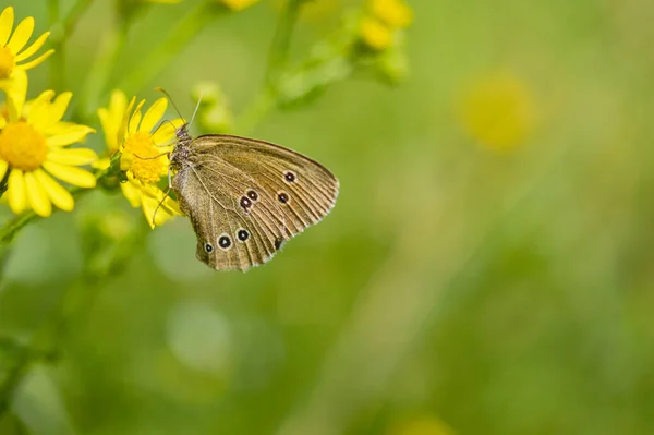 Ringlet Motyl Żółty Dziki Kwiat Przyrodzie Zbliżenie Brązowy Motyl Czarnymi — Zdjęcie stockowe