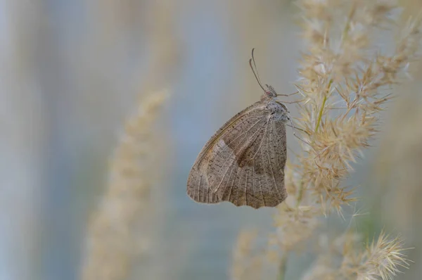 Borboleta Pequena Saúde Uma Calça Fofa Close Cores Pastel Borboleta — Fotografia de Stock