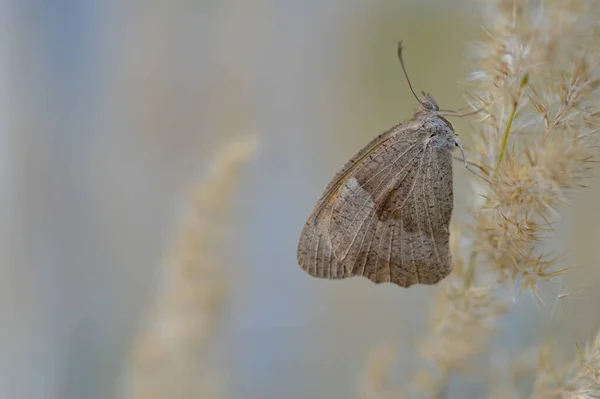 Small Heath Butterfly Fluffy Pant Close Pastel Colors Brown Butterfly — Stock Photo, Image