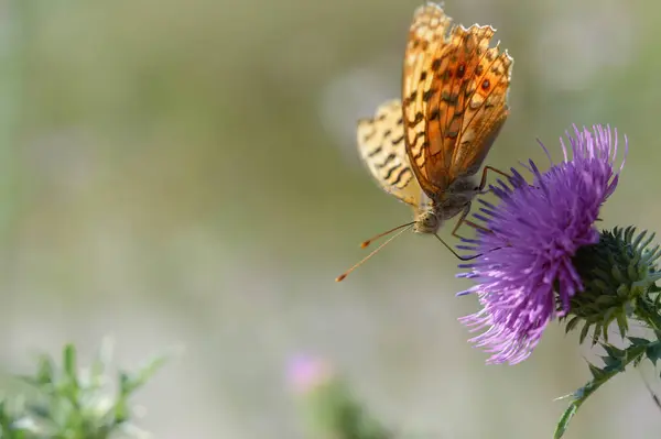 Srebrno Myte Fritillary Ostrzu Włóczni Pomarańczowy Czarny Motyl Fioletowy Kolczasty — Zdjęcie stockowe