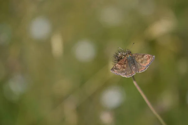 Dingy Skipper Motyl Przyrodzie Roślinie Mały Brązowy Motyl Środowisku Naturalnym — Zdjęcie stockowe