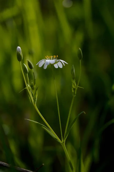 Rabelera Больше Стежка Сусло Маленький Белый Полевой Цветок Природе Закрыть — стоковое фото