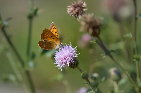 Motyl Miedziany Rzadki Purpurowym Dzikim Kwiatku Naturze Mały Pomarańczowy Motyl — Zdjęcie stockowe