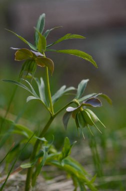 İlkbahar ormanı Helleborus purpurascens 'de çiçek açar. Doğada mor kır çiçeği.