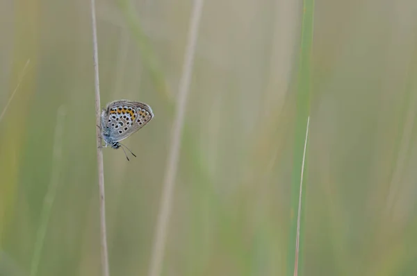 Polyommatus Icarus Motyl Niebieski Motyl Niebieski Szary Pomarańczowymi Czarnymi Plamami — Zdjęcie stockowe