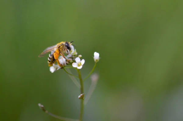Méhecske Tele Virágporral Egy Fehér Virág Makrón Méhecske Természetben Közelről — Stock Fotó