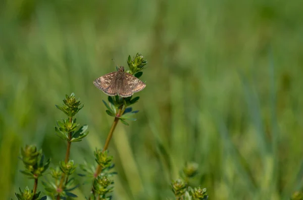 Borboleta Dingy Skipper Natureza Uma Planta Pequena Borboleta Marrom Ambiente — Fotografia de Stock