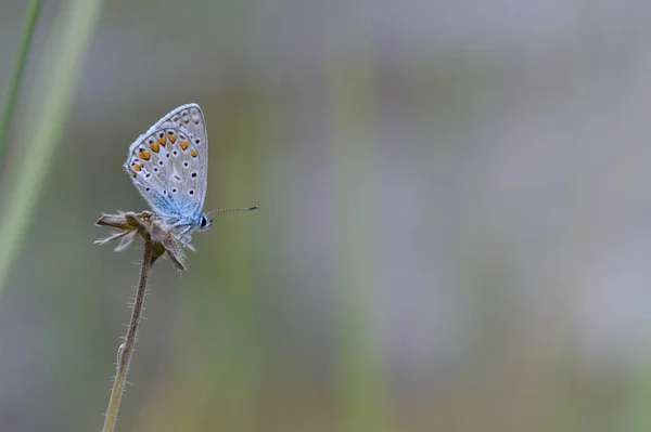 Polyommatus Icarus Κοινή Μπλε Πεταλούδα Μικρή Πεταλούδα Μπλε Και Γκρι — Φωτογραφία Αρχείου