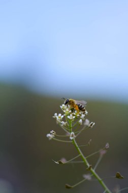 Beyaz bir çiçek makrosu üzerinde polen dolu arı, doğada arı, yaklaş, çalışıyor..