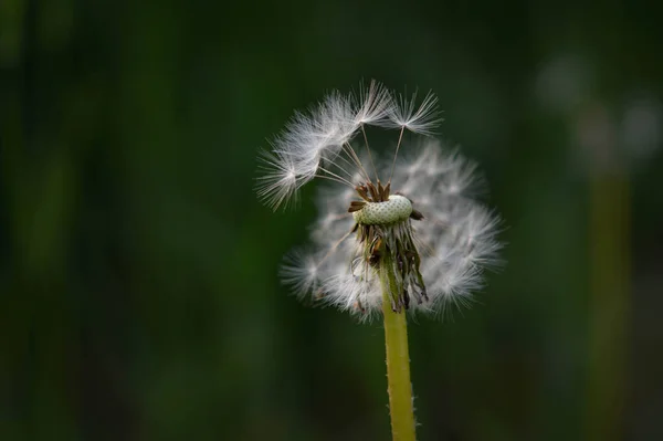 ふわふわタンポポの種子頭を閉じて 種子マクロ 自然界の野花 緑の背景 — ストック写真