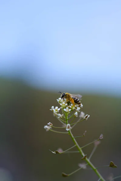 Μέλισσα Γεμάτη Γύρη Ένα Λευκό Λουλούδι Μακροεντολή Μέλισσα Στη Φύση — Φωτογραφία Αρχείου