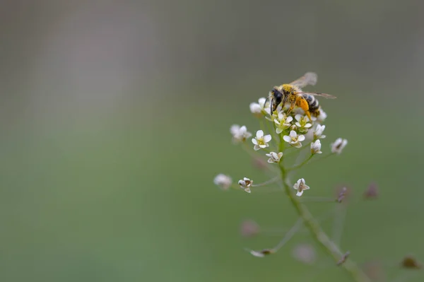 Biene Voller Pollen Auf Einer Weißen Blüte Makro Biene Der — Stockfoto