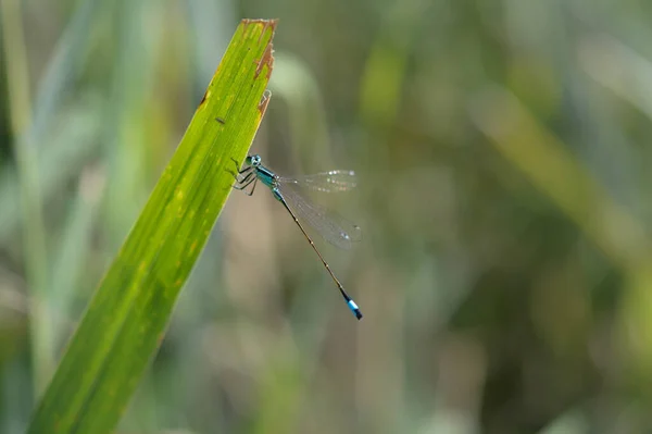 Libellule Bleue Sur Une Feuille Verte Macro Gros Plan Contexte — Photo