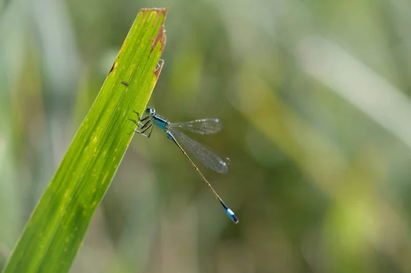 Blå Trollslända Ett Grönt Löv Makro Nära Håll Naturlig Bakgrund — Stockfoto