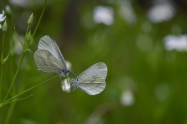 İki tahta beyaz kelebek (Leptidea sinapis) bir Rabelera daha büyük bir ilmek otu üzerinde, beyaz yabani çiçek tomurcuğu, makro yakın, yeşil arkaplan.