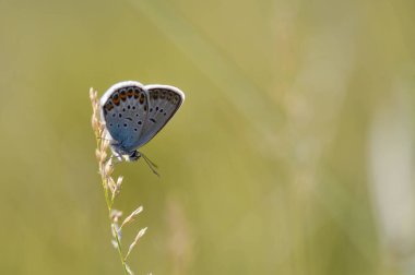 Polyommatus icarus, yaygın mavi kelebek, küçük kelebek mavi ve gri, doğada turuncu ve siyah noktalar var..