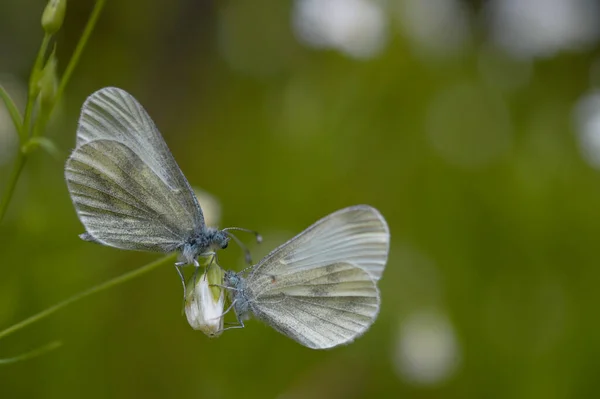 ラベレラ上の2本の木の白い蝶 Leptidea Sinapis 大きなステッチヨモギ 白い野の花の芽 マクロを閉じる 緑の背景 — ストック写真