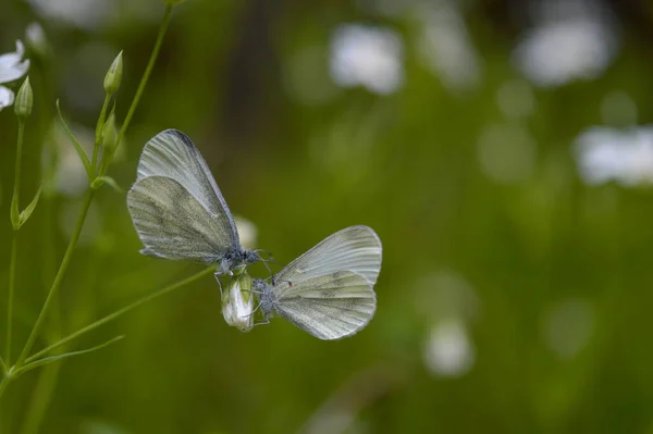 ラベレラ上の2本の木の白い蝶 Leptidea Sinapis 大きなステッチヨモギ 白い野の花の芽 マクロを閉じる 緑の背景 — ストック写真