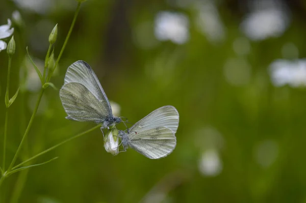 Duas Borboletas Brancas Madeira Leptidea Sinapis Rabelera Maior Sutura Mosto — Fotografia de Stock