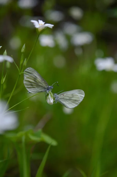 ラベレラ上の2本の木の白い蝶 Leptidea Sinapis 大きなステッチヨモギ 白い野の花の芽 マクロを閉じる 緑の背景 — ストック写真