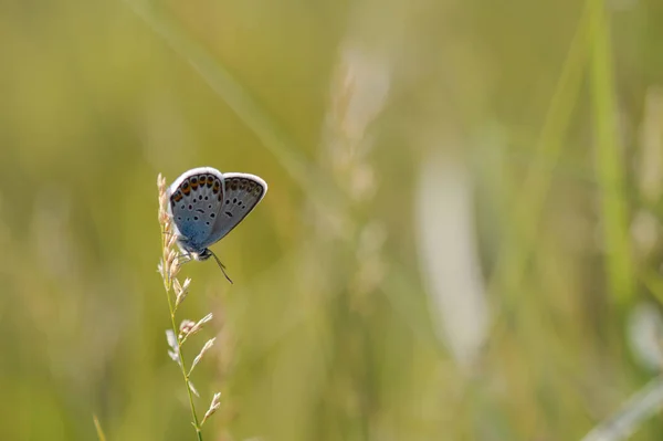 마쿠스 Polyommatus Icarus 수있는 파랑과 가까이에 자연의 오렌지와 점들이 — 스톡 사진