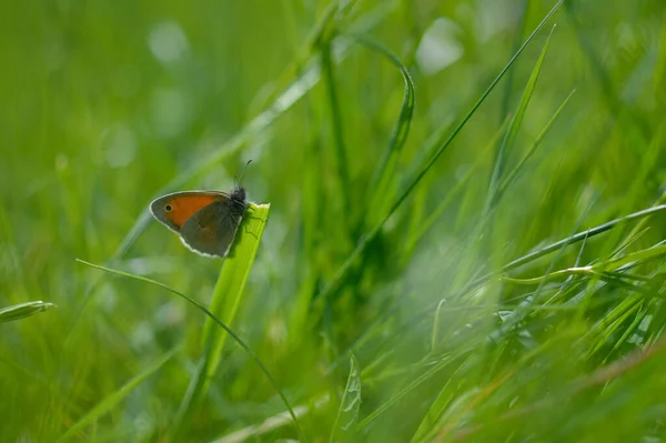 Маленькая Вересковая Бабочка Зеленом Растении Природе Зеленый Фон Маленькая Серая — стоковое фото