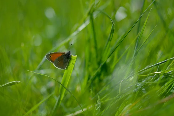 Piccola Farfalla Brughiera Una Pianta Verde Natura Sfondo Verde Piccola — Foto Stock