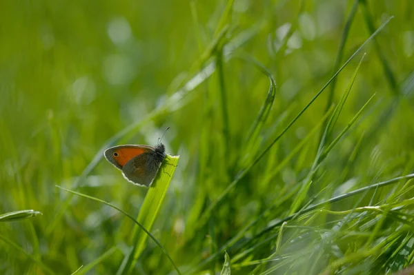 Kleiner Heideschmetterling Auf Einer Grünen Pflanze Der Natur Grüner Hintergrund — Stockfoto