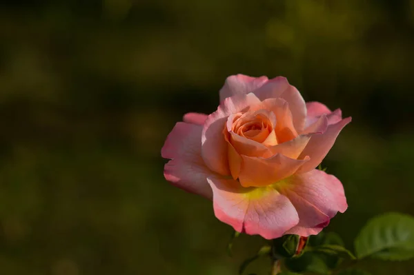 Pink Atau Persik Mawar Kebun Dekat Pink Lembut Kepala Bunga — Stok Foto