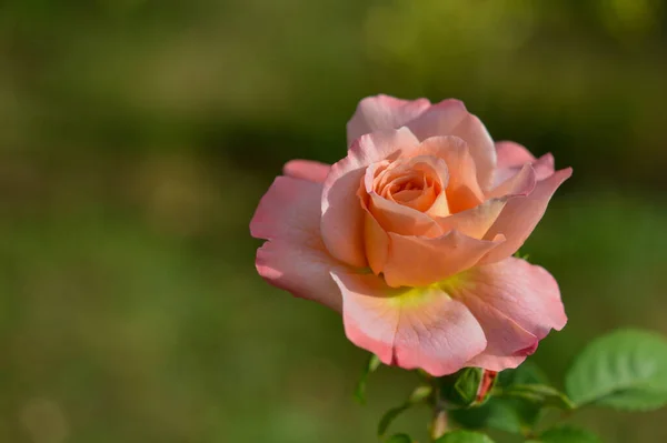 Pink Atau Persik Mawar Kebun Dekat Pink Lembut Kepala Bunga — Stok Foto