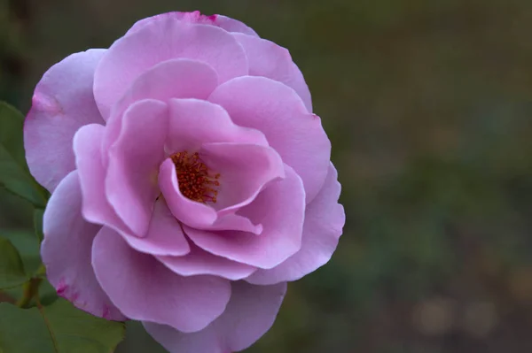 Розовая Роза Саду Близко Розовая Мягкая Цветочная Головка Зеленые Листья — стоковое фото