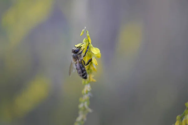 Abeja Trébol Dulce Abeja Néctar Recolección Flores Silvestres Amarillas Abeja —  Fotos de Stock