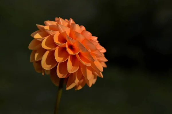 Fleur Dahlia Orange Dans Jardin Tête Fleur Gros Plan Pétales — Photo