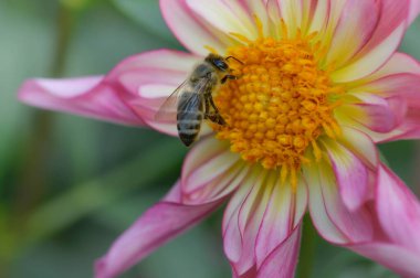 Dahlia 'nın Süslü Pantolonu' ndaki arılar Pembe ve beyaz yıldız çiçekli arı makrosu.