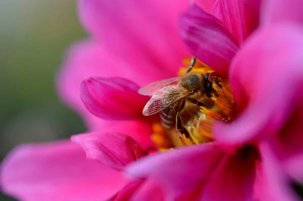 Bee on a pink dahlia flower close up, macro, pollinating and gathering nectar, working bee.