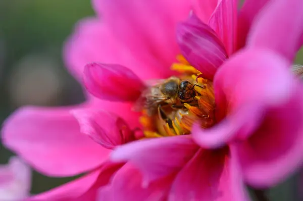 Bijen Een Roze Dahlia Bloem Close Macro Bestuiven Verzamelen Nectar — Stockfoto