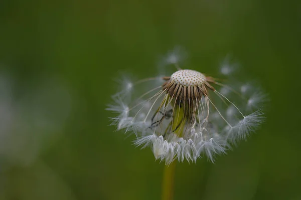 ふわふわタンポポの種子頭を閉じて 種子マクロ 自然界の野花 緑の背景 — ストック写真