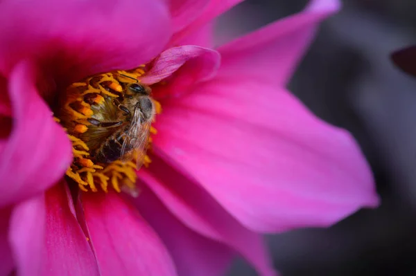 Bijen Een Roze Dahlia Bloem Close Macro Bestuiven Verzamelen Nectar — Stockfoto