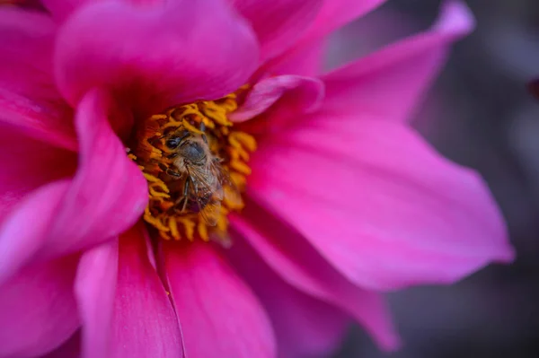 Bee on a pink dahlia flower close up, macro, pollinating and gathering nectar, working bee.