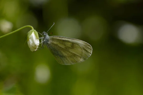 Farfalla Bianca Legno Bocciolo Fiore Bianco Macrofarfalla Ravvicinata Sfondo Verde — Foto Stock